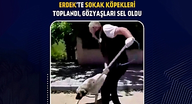 Erdek’te Sokak Köpekleri Toplandı, Hayvanseverler Gözyaşlarını Tutamadı