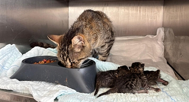 Hamile Sokak Kedisi ve 4 Yavrusu Kurtarıldı