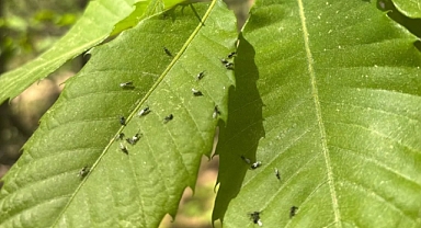 Havran’da Kestane Gal Arısına Karşı Biyolojik Mücadele: “Torymus Sinensis” Salınımı Gerçekleştirildi