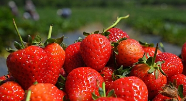 İvrindi'deki Kırsal Mahallelerde Çilek Hasadı Yapıldı