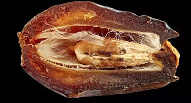 Karaciğer ve Böbrek Dostu Şifa Deposu: Çöpe Atmayın, Blender’a Atın!