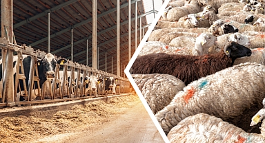 Kırsalda Üretime Can Suyu: Balıkesir’de Hayvancılığa Yoğun İlgi