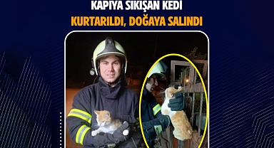 Savaştepe’de Kapıya Sıkışan Kedi Kurtarıldı, Doğaya Salındı