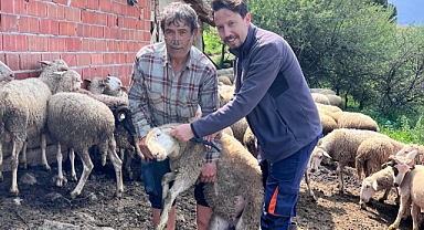 Sındırgı’da Küçükbaş Hayvancılığa Sağlık Eli: Aşılama ve Küpeleme Çalışmaları Sürüyor