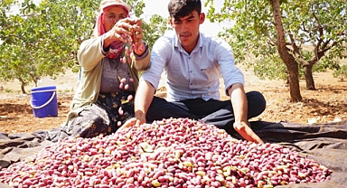 Antep Fıstığı Hasadında Büyük Düşüş Beklentisi