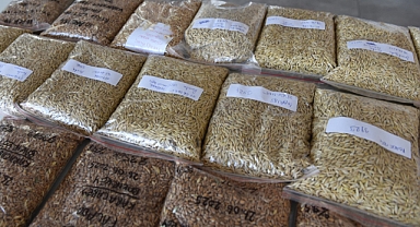 Balıkesir’den Dünyaya Yerli Tohum Gücü: Gönen’de Üretilen Tohumlar Yurt Dışına İhraç Ediliyor