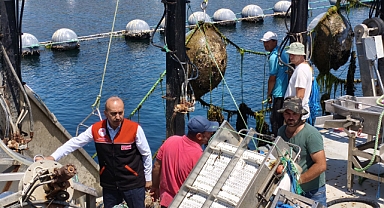 Balıkesir Midye Üretiminde Türkiye’nin Lideri Olmaya Devam Ediyor
