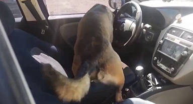 Bandırma’da Narkotik Operasyonu: Dedektör Köpek “Dark” Metanfetamin Zulasını Ortaya Çıkardı