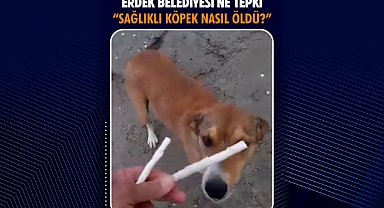 Erdek Belediyesi’ne Tepki: “Sağlıklı Köpek Nasıl Öldü?”