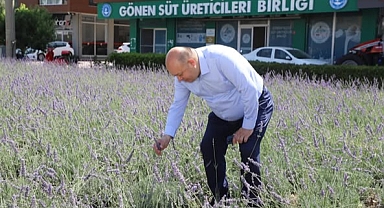 Gönen’in Kavşakları Lavanta Kokuyor: Estetik ve Doğallık Buluştu