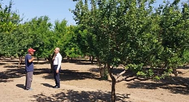 İl Tarım Müdürü Dr. Hüseyin Düzgün’den Burhaniye’de Meyve Üreticisine Ziyaret