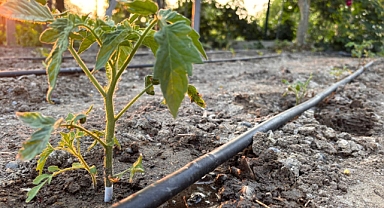 İvrindi’de Bin Dekarlık Alan Yeniden Suya Kavuştu