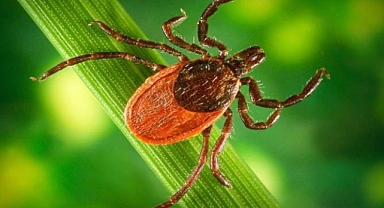 Kenelerle Mücadelede Yaz Aylarında Alınması Gereken Önlemler