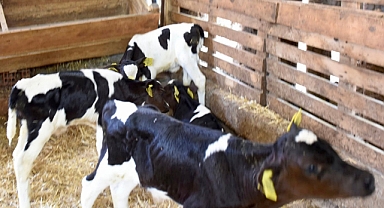 Susurluk’ta Nadir Görülen Olay: Tek Doğumda Beşiz Buzağı Sevinci