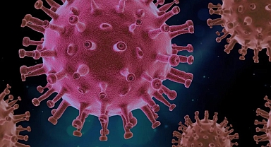 Almanya’da Tavşan Vebası (Tularemi) Yeniden Ortaya Çıktı: Bavyera’da İki Yeni Vaka Tespit Edildi