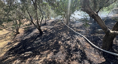 Altınoluk’ta Zeytinlik Alanda Yangın