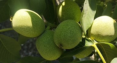 Balıkesir, Ceviz Üretiminde Türkiye’nin İlk Dört İlinden Biri Oldu