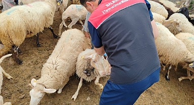 Balıkesir’de Hayvancılıkla İlgili Aşılama ve Küpeleme Çalışmalarında Yeni Dönem