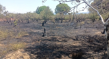 Balıkesir Edremit’te Arazi Yangını: Zeytin, İncir ve Mandalina Ağaçları Zarar Gördü