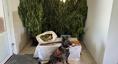 Balıkesir Jandarmasından Uyuşturucuya Geçit Yok