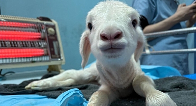 Balıkesir Üniversitesi, Hayvan Sağlığı Alanında Yeni Bir Dönem Başlatıyor