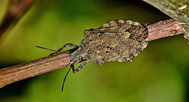 BAÜN'den Uluslararası Başarı: İklim Değişikliği ve Zararlı Böcekler Üzerine Çığır Açan Araştırma