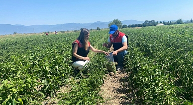 Burhaniye İlçe Tarım Müdürlüğü, Hasat Öncesi Pestisit Analizi İçin Numune Alma İşlemlerine Devam Ediyor