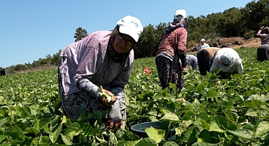 Büyükşehir’in Dağıttığı Tohumlar Toprakla Buluştu, Verim Çiftçinin Yüzünü Güldürdü