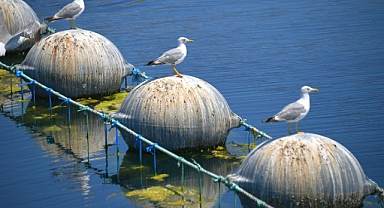 Denizde Üretim, Karada Katma Değer: Balıkesir Midyede Sınır Tanımıyor