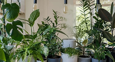 Evinizdeki Havayı Doğal Yollarla Temizleyin: İşte Sağlıklı Yaşam İçin Hava Temizleyici Bitkiler