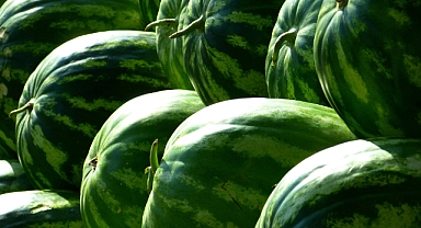 Karpuzun Gizli Hazinesi: Çöpe Atmayın, Şifasıyla Şaşırtıyor