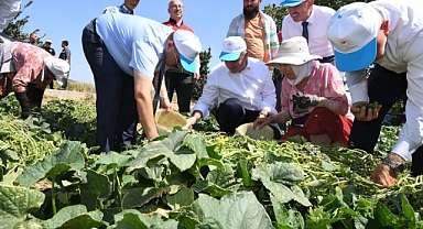 Sındırgı’da Kornişon Hasadı Başladı, Çiftçilere Bol Kazanç Temennisi