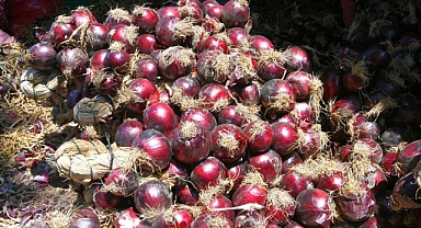 Türkiye’de Sadece Kapıdağ’da Yetişiyor: Mor Soğanın Bereketi Erdek’te Toplanıyor