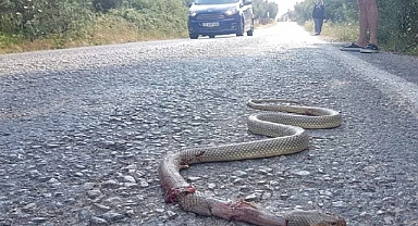 Yaz Aylarında Aracınıza Yılan Girebilir! Bu Kokuya Dikkat