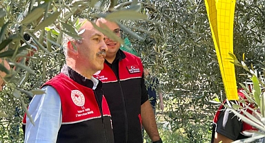 Balıkesir’de Zeytin Sineğine Karşı Feromon Tuzaklarla Etkin Mücadele Başladı