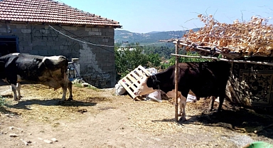Balıkesir’den Sındırgı’ya: Tarım ve Hayvancılıkta Dayanışma Mesaisi