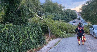 Balıkesir’i Fırtına Vurdu! Ağaçlar Devrildi, Araçlar Zarar Gördü
