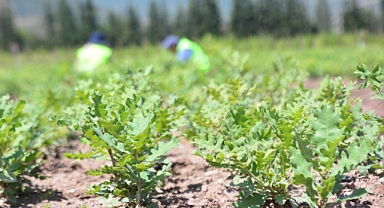 Balıkesir Orman Bölge Müdürlüğü: Yangınlarla Kararan Topraklar, Fidanlarla Yeşerecek