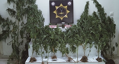 Edremit'te Narkotik Operasyonu: Kenevir ve Esrar Ele Geçirildi