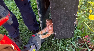 Edremit’te Reklam Tabelasına Sıkışan Kedi İtfaiye Tarafından Kurtarıldı