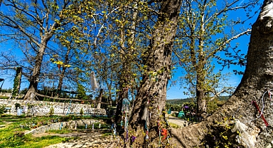 Erdek’in Doğal ve Tarihi Hazinesi: Apostol’deki Asırlık Dilek Çınarı