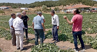 Kornişon Üreticilerine Teknik Destek