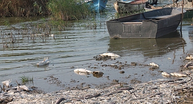 Manyas Gölü’nde Toplu Balık Ölümleri Yaşandı