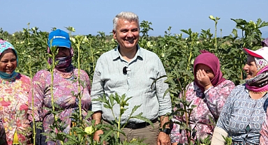 Mustafa Canbey’den Gömeç’te Bamya Hasadı: “Üreticimizin Yüzü Gülüyor”