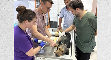 Sındırgı Depreminde Yaralanan Barak Av Köpeği “Ateş”, BAÜN Veteriner Fakültesinde Sağlığına Kavuştu
