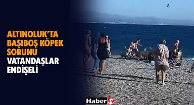 Altınoluk’ta Başıboş Köpek Sorunu: Vatandaşlar Endişeli