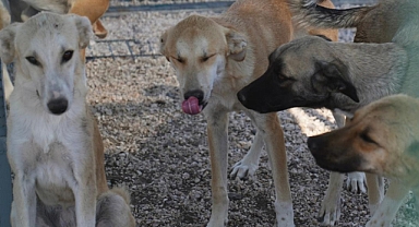 Ayvalık’ta Sokak Hayvanlarına Destek Ziyareti: Başkan Ergin, Mustafa Kaygusuz ile Bir Araya Geldi