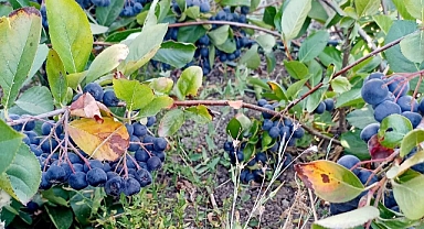 Balıkesir’de Aronya Seferberliği: Gönen Tarlaları Bereket Saçıyor