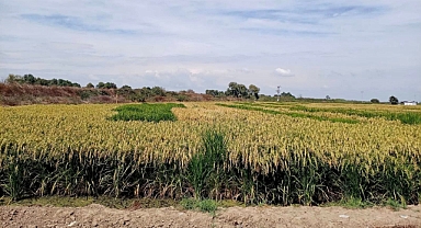 Balıkesir’de Çeltik Tarla Günleri: Gönen ve Manyas’ta Modern Üretim Teknikleri Tanıtıldı