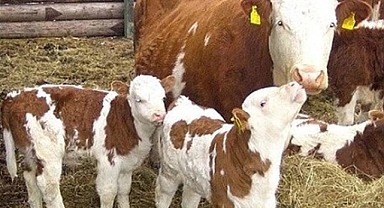 Balıkesir’de Hayvancılığa Destek: 14.468 İşletmeye 142 Milyon 976 Bin TL